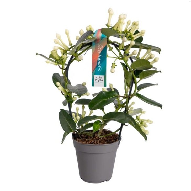 Stephanotis floribunda / P12 - hoop 11-12 flwr.