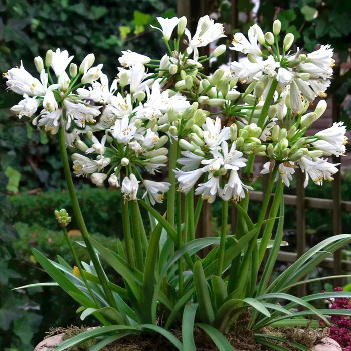 African Lily Agapanthus Double Diamond (3Ltr Pot)