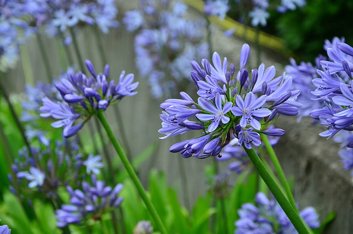 Agapanthus Blue Cloud