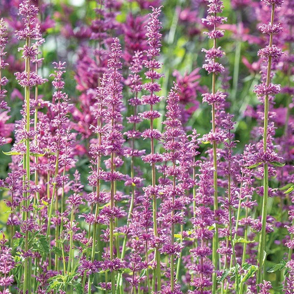 Agastache Pink