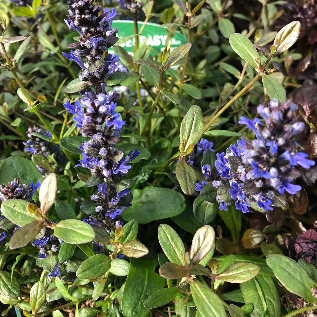 Ajuga reptans Chocolate Chips