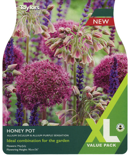 ALLIUM HONEY POT x 15