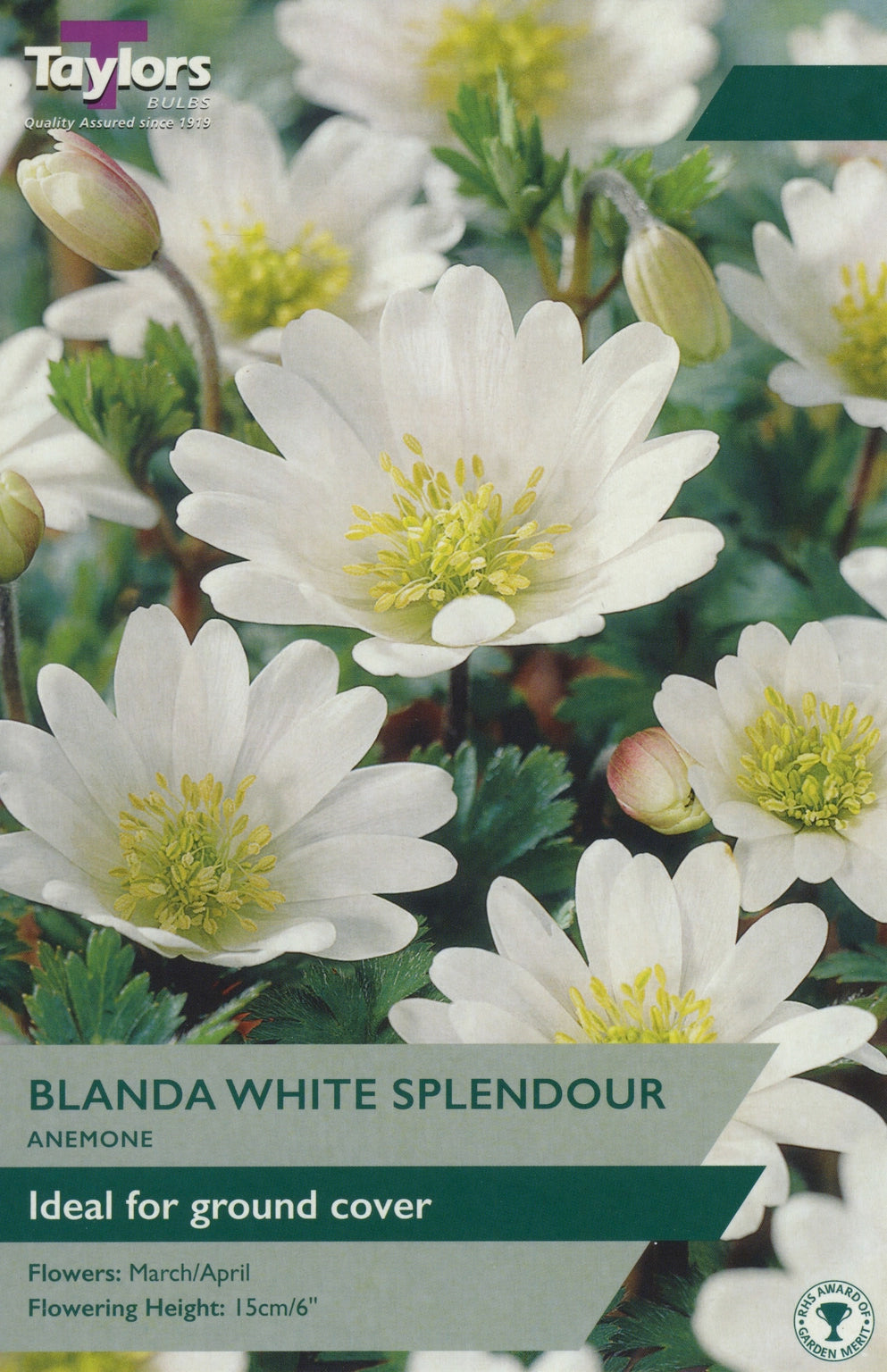 ANEMONE BLANDA WHITE X 5