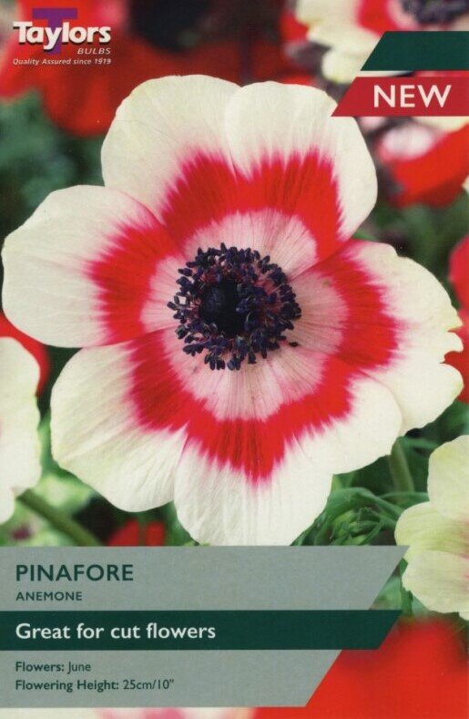 ANEMONE PINAFORE 12