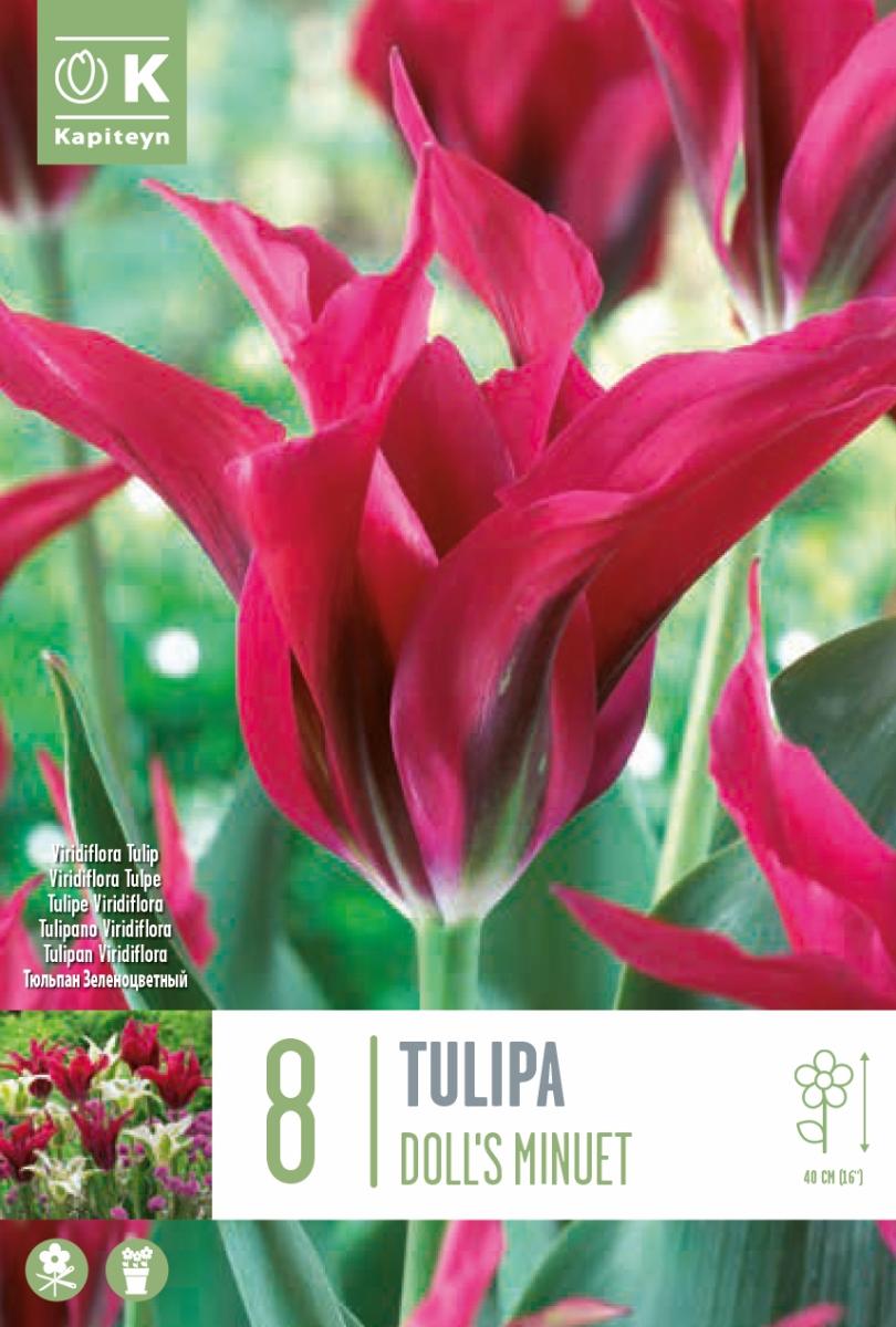 TULIPA DOLL'S MINUET X 8