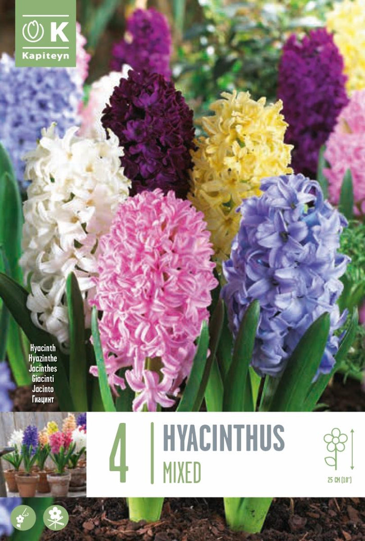 HYACINTHUS MIXED COLOURS X 4