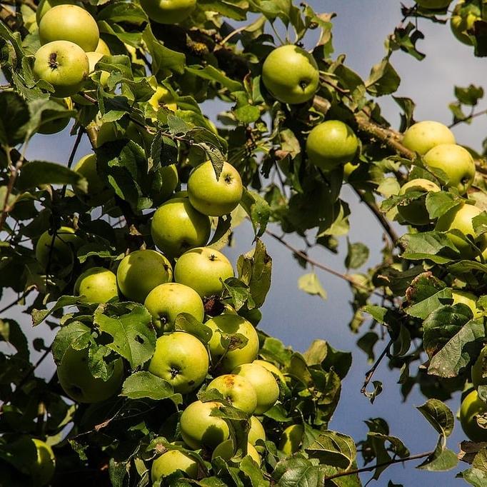 APPLE GOLDEN DELICIOUS 2 YR BUSH 10Ltr