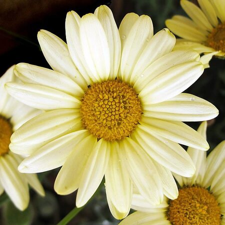 Argyranthemum LaRita Yellow