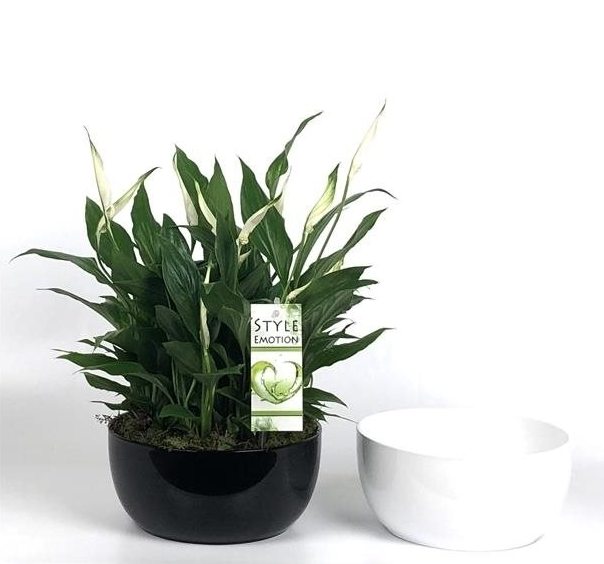 Spathiphyllum  Sweet Yess  / 20 cm ceramic pot