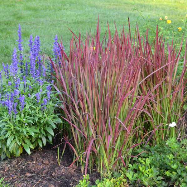 Imperata-cylindrica-Red-Baron-Grass-1