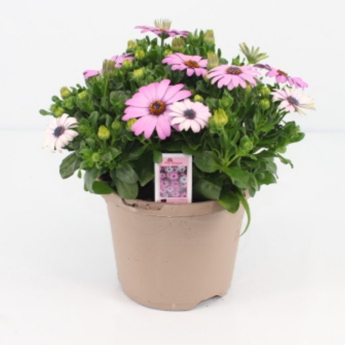 Osteospermum Margarita lilac