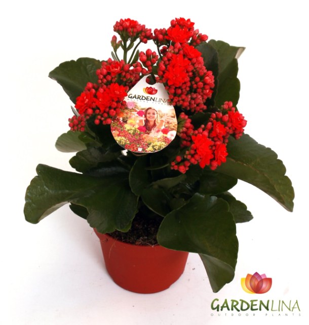 Flaming Katie Kalanchoe Gardenlina Red (12cm Pot)