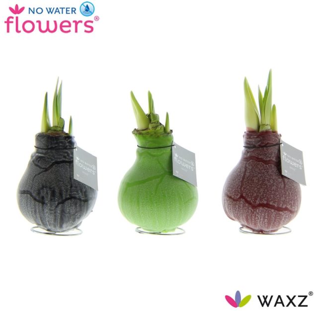 Hippeastrum Waxz Marble  not applicable