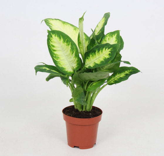 Dumb Cane Camille Dieffenbachia Camilla (12cm Pot)