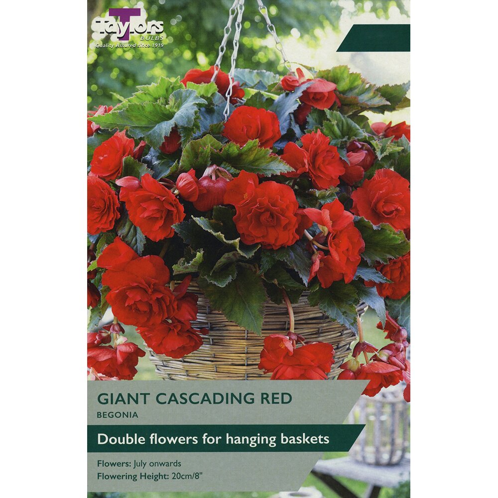 BEGONIA RED GIANT CASCADING