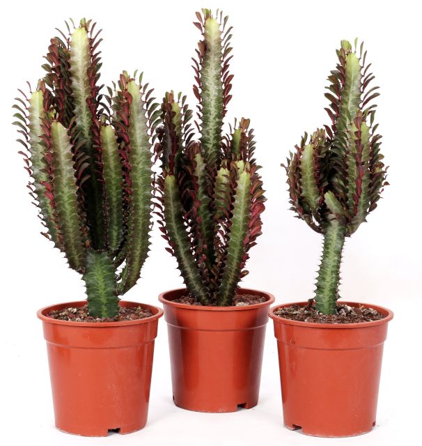 Euphorbia trigona Rubra  P17