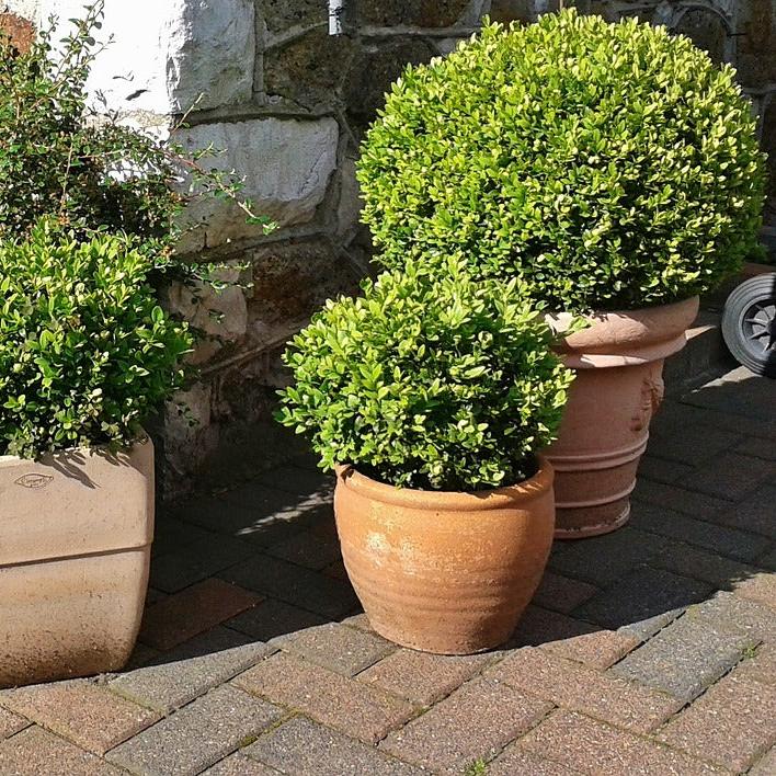 Buxus semp Ball 30-35 cm