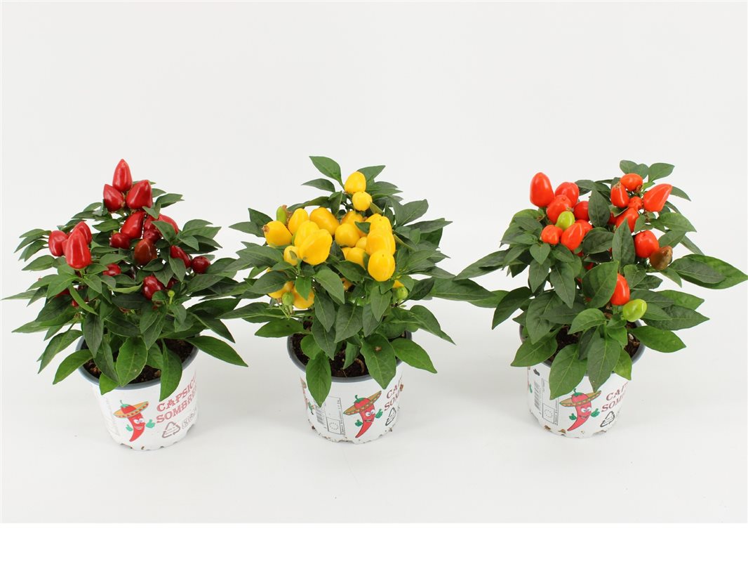 Ornamental Pepper Capsicum annuum Mambo (12cm Pot)