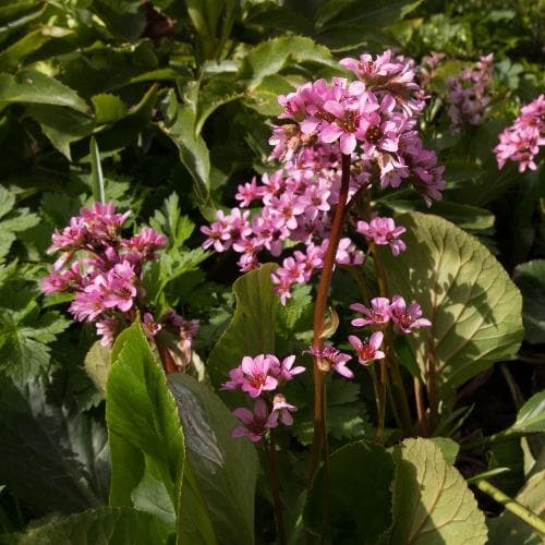 Bergenia cordifolia Eroica