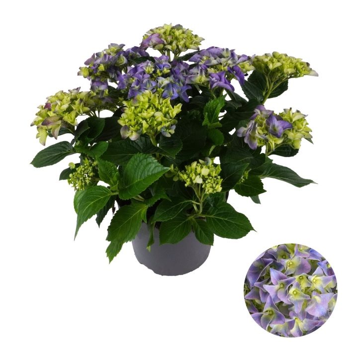 Hydrangea macr. Blue  P23, 7+ flower