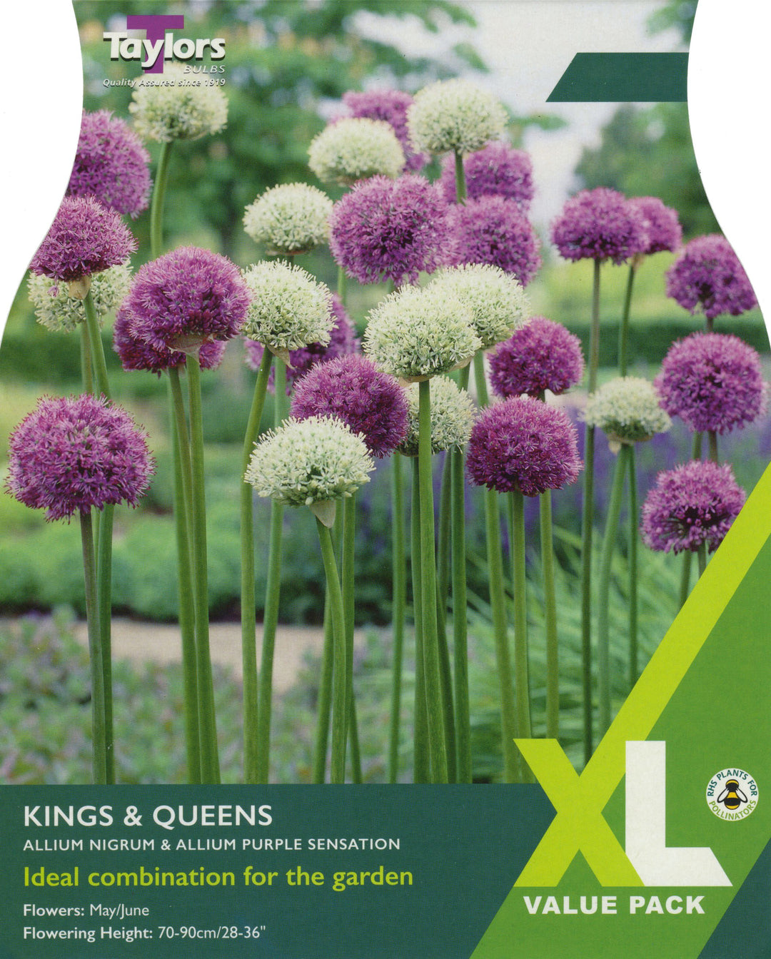 ALLIUM KINGS & QUEENS x 14