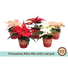 Euphorbia pulc. mix mini mixed in Red pot