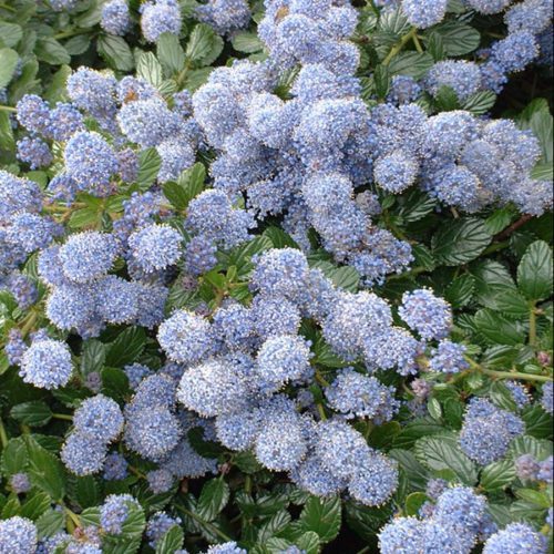 Ceanothus thry Repens