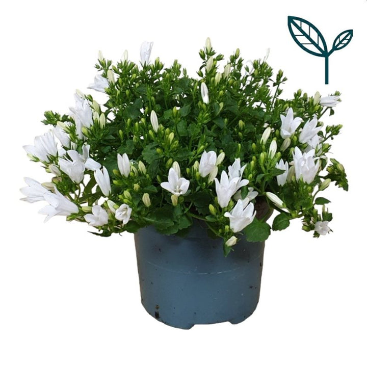 Campanula Ambella White