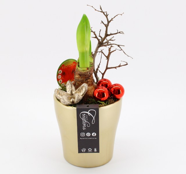 Hippeastrum X-mas arrangement  2327