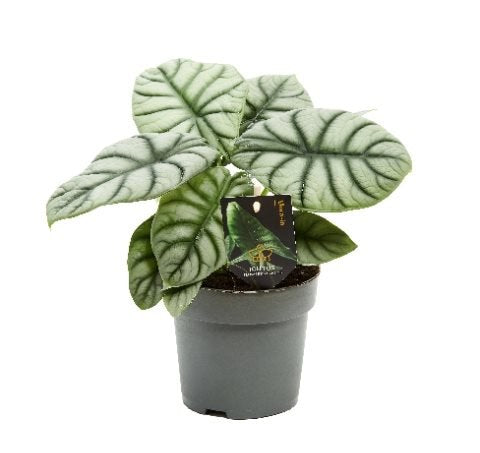 Alocasia Silver Dragon (14cm Pot)