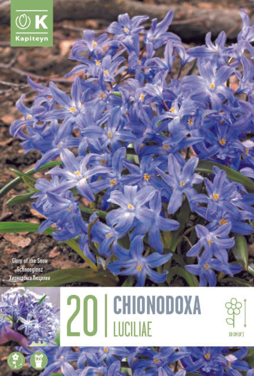 CHIONODOXA LUCILIAE X 20