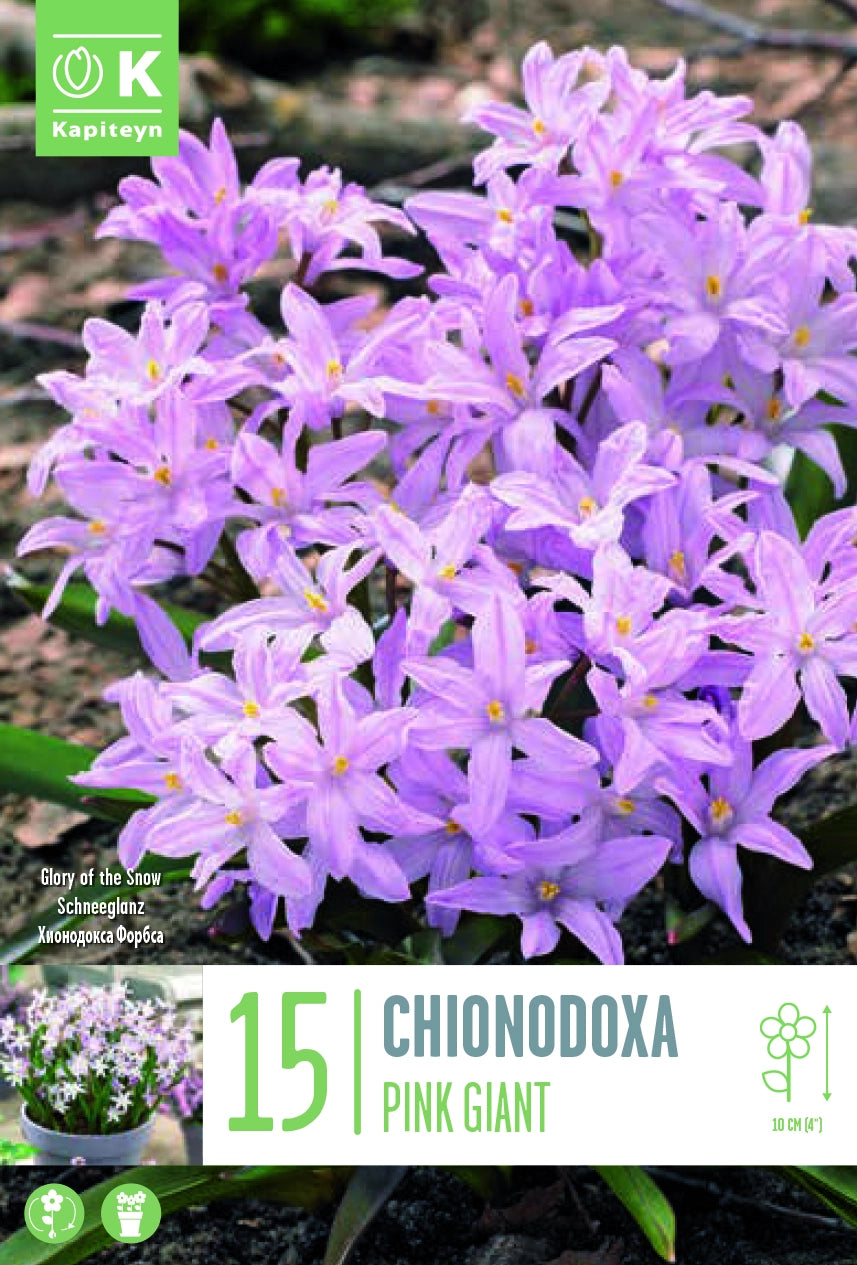 CHIONODOXA PINK GIANT X 15