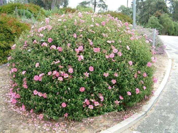 Cistus Silver Pink