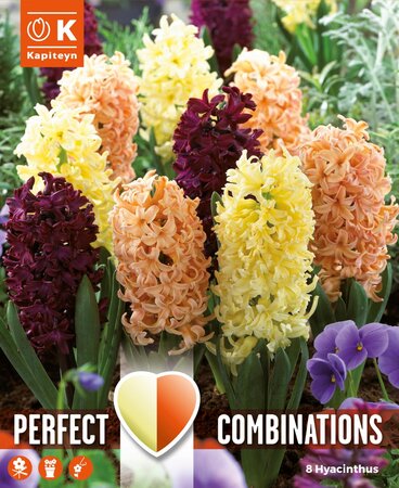 COMBI HYACINTH ORIENTAL BLEND x 8