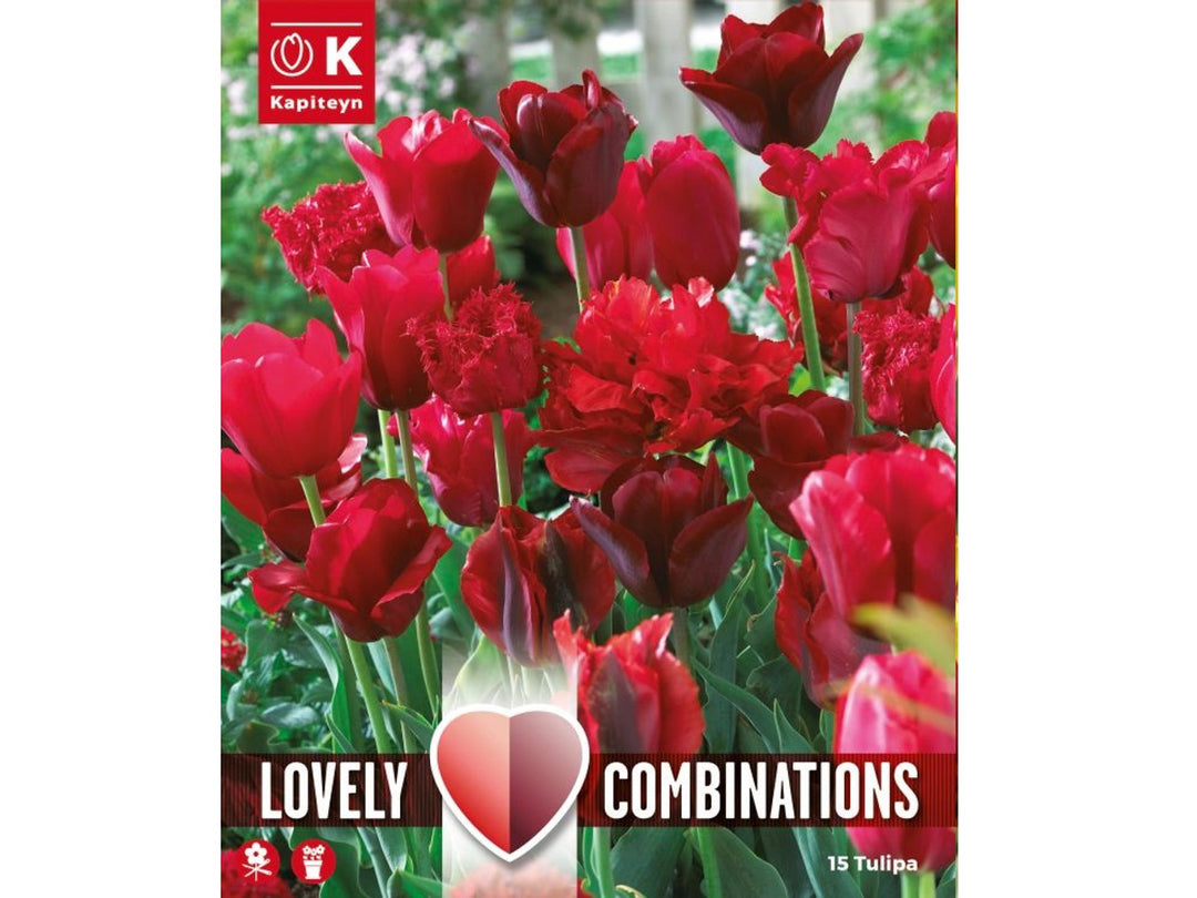 COMBI TULIPA RED SHADES x 15