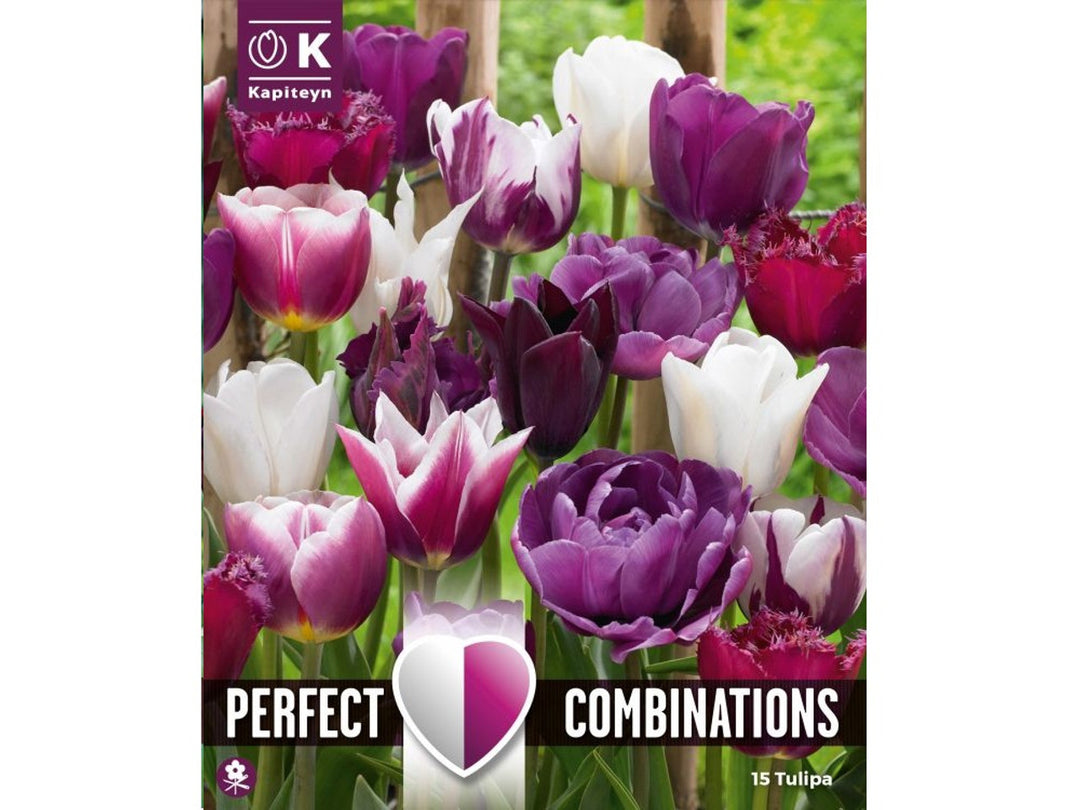 COMBI TULIPA VIOLET & WHITE BLEND x 15