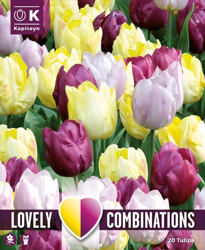 COMBI TULIP YELLOW PURPLE LILAC x 20