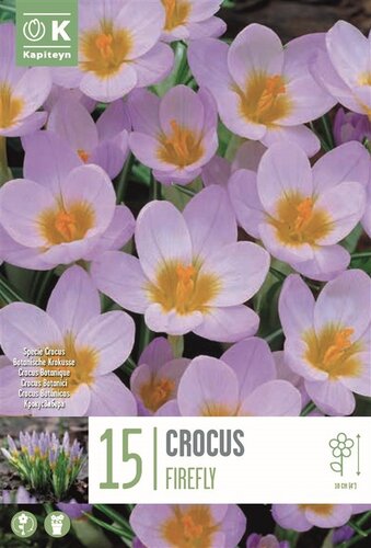 CROCUS SPECIE FIREFLY X 15