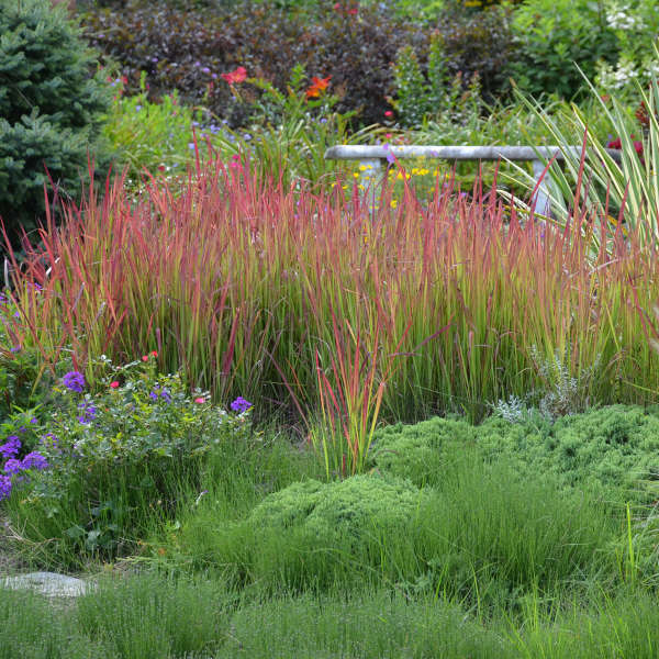 Imperata-cylindrica-Red-Baron-Grass-3