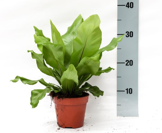 Birds-Nest-Fern-Asplenium-Nidus-Potted