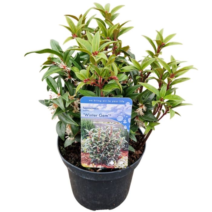 Sarcococca hook. Winter Gem 3 Ltr pot