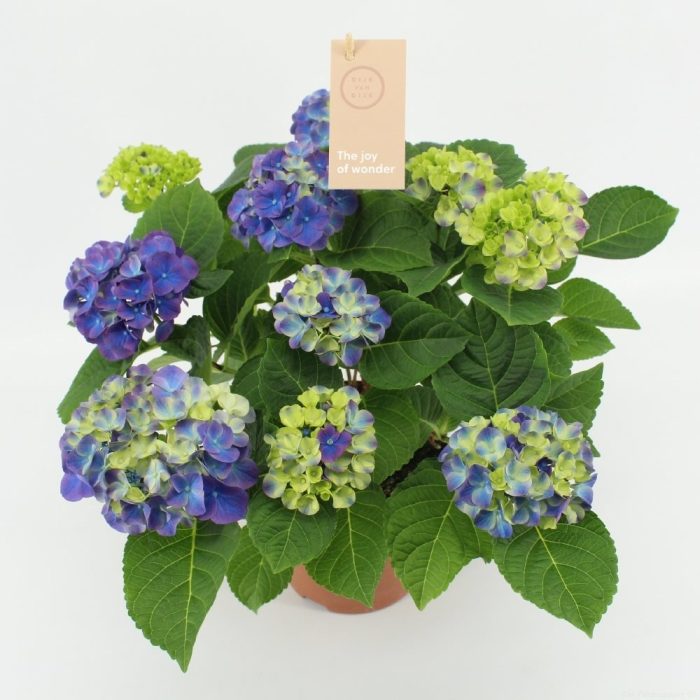 Hydrangea Macrophylla Ningbo Lilac (14cm Pot)