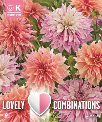 COMBI DAHLIA DEC PASTEL PAINT x 3