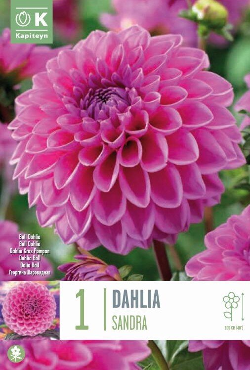 DAHLIA SANDRA