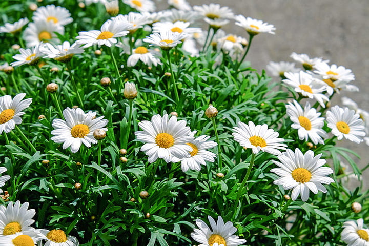 Argyranthemum Madeira White