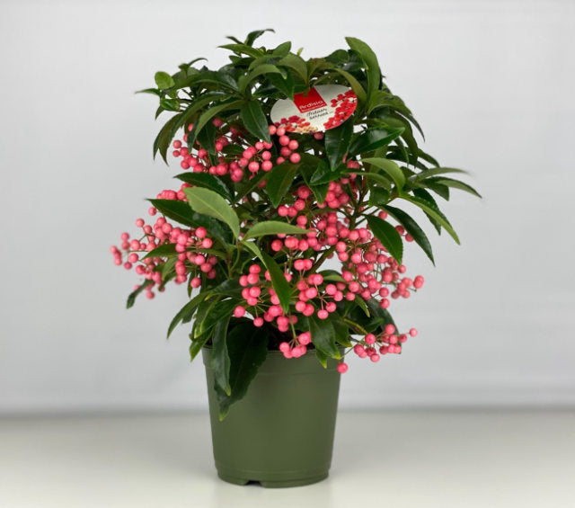 Ardisia crenata pink  P14 (grade 4)