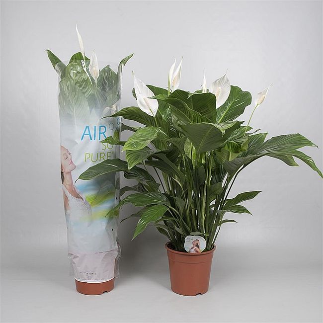 Spathiphyllum Sweet Lauretta  P24