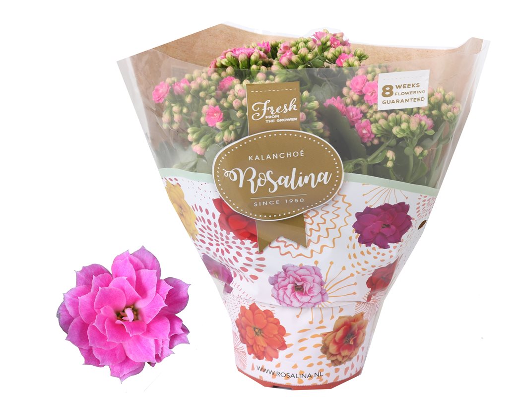 Kalanchoe Don Nando (pink)  P15