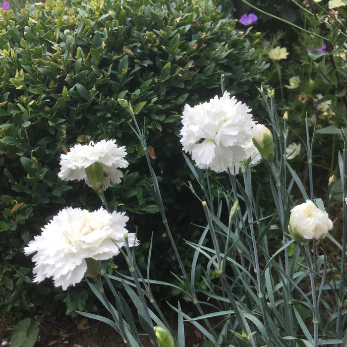 Dianthus Memories