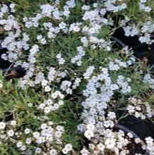 Gypsophila 3 ltr